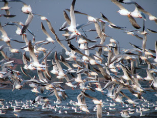 Картинка животные Чайки бакланы крачки много полет чайки