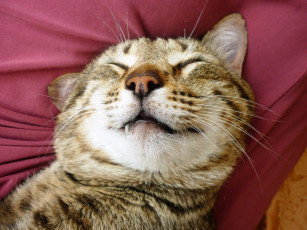 Картинка животные коты