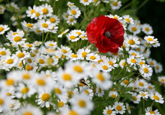 Картинка цветы луговые полевые ромашки мак луг