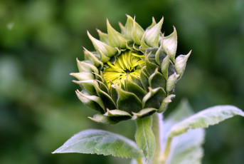 Картинка цветы подсолнухи зеленый бутон