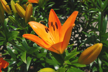 Картинка цветы лилии лилейники