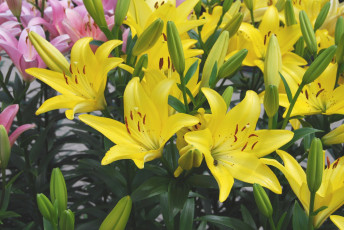 Картинка цветы лилии лилейники