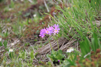 Картинка цветы примулы