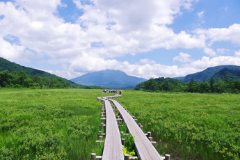 Картинка природа луга луг трава