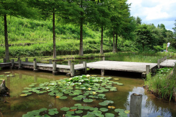 Картинка природа парк мост лилии вода