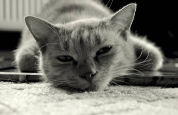 Картинка животные коты