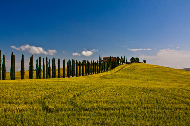 Обои картинки фото природа, поля