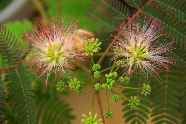 Обои картинки фото цветы, акация