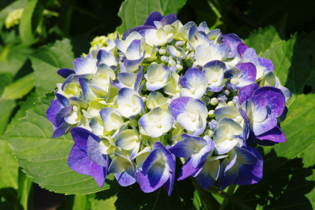 Обои картинки фото цветы, гортензия