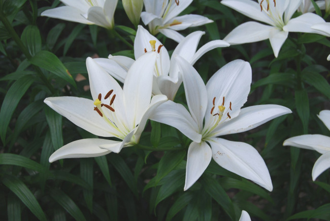 Обои картинки фото цветы, лилии, лилейники
