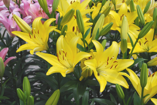 Обои картинки фото цветы, лилии, лилейники