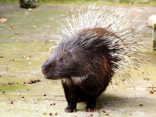 Картинка животные дикобразы иглы