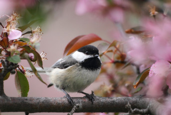 Картинка животные синицы лазоревки ветка цветение синица