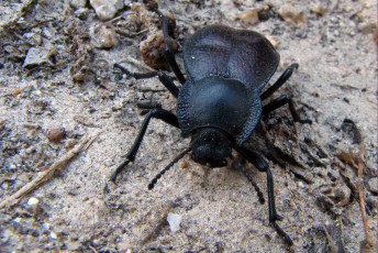 Картинка животные насекомые жук