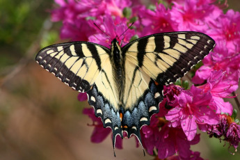 Картинка животные бабочки цветок крылья