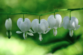 Картинка цветы дицентра разбитое сердце белый