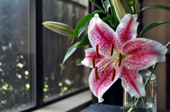 Картинка цветы лилии лилейники азиатская лилия окно