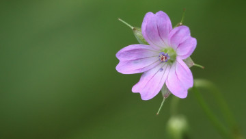 Картинка цветы лепестки зеленый фон
