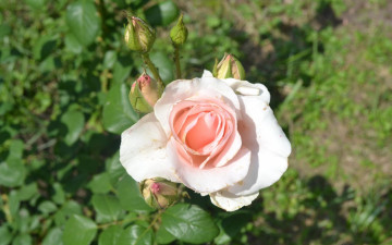 Картинка цветы розы кремовый