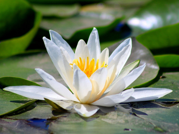 Обои картинки фото цветы, лилии, водяные, нимфеи, кувшинки, белый, лепестки