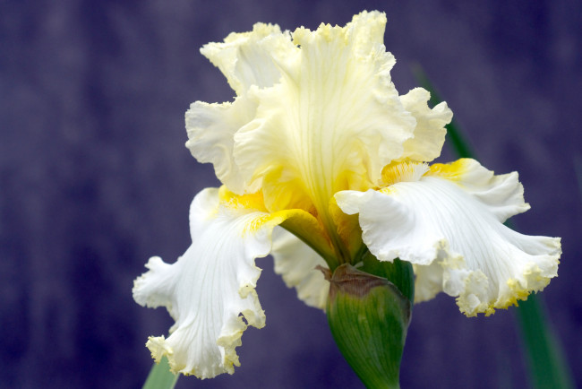 Обои картинки фото цветы, ирисы, лепестки, желтый