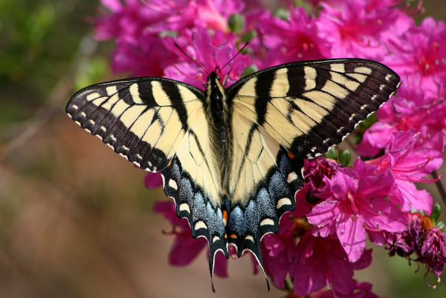 Обои картинки фото животные, бабочки, цветок, крылья
