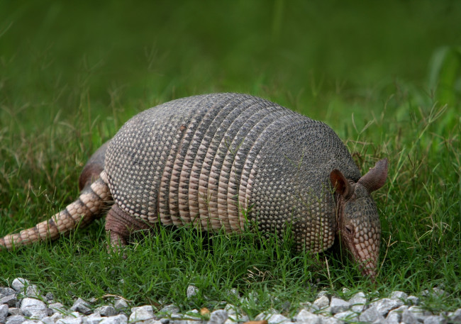 Обои картинки фото животные, броненосцы, броненосец, панцирь