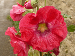 Картинка цветы мальвы мальва