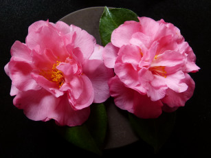 Картинка цветы камелии камелия