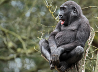 Картинка животные обезьяны горилла умора гримаса