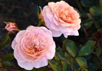 Картинка цветы розы розовый