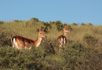 Картинка животные олени даниэль лань