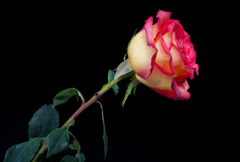 Картинка цветы розы бутон