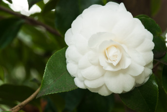 Картинка цветы камелии камелия