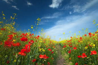 Картинка цветы луговые полевые маки сурепка тропинка