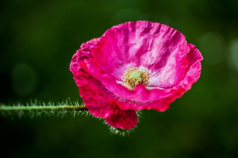 Картинка цветы маки макро