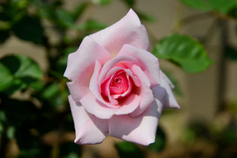 Картинка цветы розы макро бутон