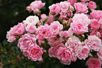 Картинка цветы розы розовый