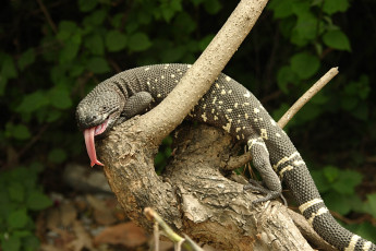 Картинка motagua valley beaded lizard животные Ящерицы игуаны вараны ящерица лес коряга