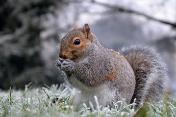 Картинка животные белки иней трава