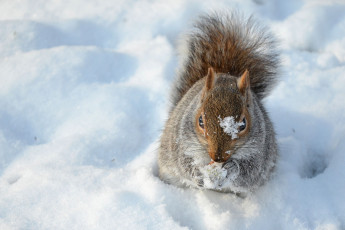 Картинка животные белки снег