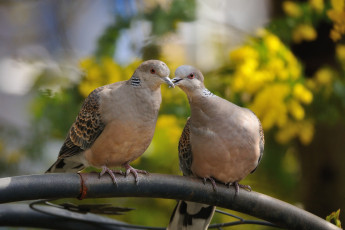 Картинка животные голуби горлицы голубки