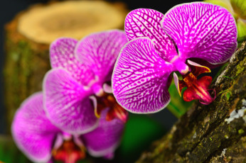 Картинка цветы орхидеи розовый