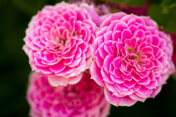 Картинка цветы розы розовый