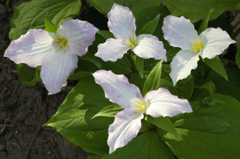 Картинка цветы триллиумы трилистники