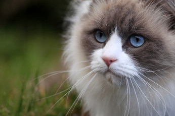 Картинка животные коты глаза