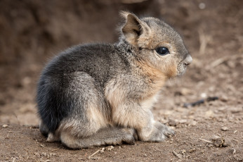 обоя животные, мары, патагонская, морская, свинка, милый