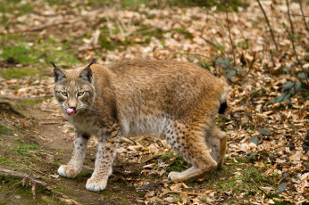 Картинка животные рыси кошка