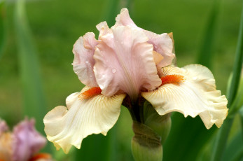 Картинка цветы ирисы кремовый