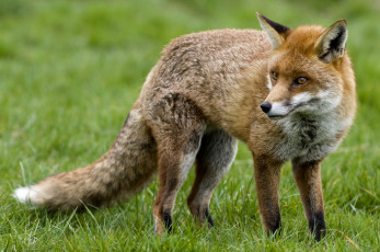 Картинка животные лисы рыжая